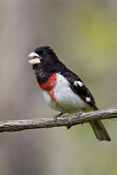 Image. Rose-breasted Grosbeak