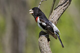 Image. Rose-breasted Grosbeak