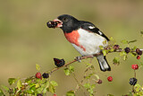 Image. Rose-breasted Grosbeak