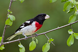 Image. Rose-breasted Grosbeak