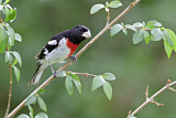 Image. Rose-breasted Grosbeak