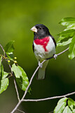 Image. Rose-breasted Grosbeak