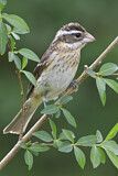 Image. Rose-breasted Grosbeak