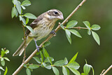 Image. Rose-breasted Grosbeak