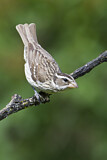 Image. Rose-breasted Grosbeak