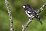 Image. Rose-breasted Grosbeak
