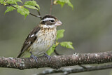 Image. Rose-breasted Grosbeak
