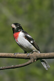 Image. Rose-breasted Grosbeak