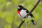 Image. Rose-breasted Grosbeak