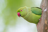 Image. Rose-ringed Parakeet