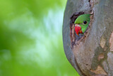Image. Rose-ringed Parakeet