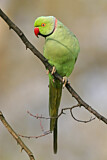 Image. Rose-ringed Parakeet