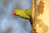 Image. Rose-ringed Parakeet