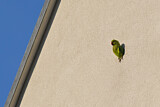 Image. Rose-ringed Parakeet