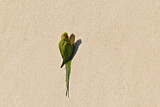 Image. Rose-ringed Parakeet