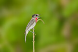 Image. Rose-throated Becard