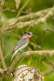 Image. Rose-throated Becard