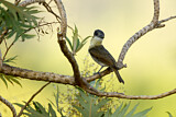 Image. Rose-throated Becard