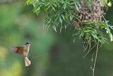 Image. Rose-throated Becard