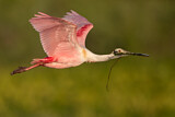 Image. Roseate Spoonbill