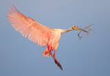 Image. Roseate Spoonbill