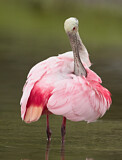 Image. Roseate Spoonbill