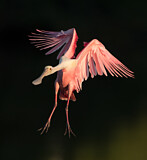 Image. Roseate Spoonbill
