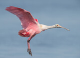 Image. Roseate Spoonbill