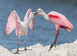 Image. Roseate Spoonbill