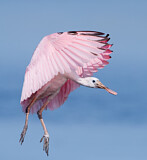 Image. Roseate Spoonbill