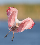 Image. Roseate Spoonbill