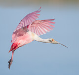 Image. Roseate Spoonbill