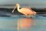 Image. Roseate Spoonbill