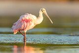 Image. Roseate Spoonbill