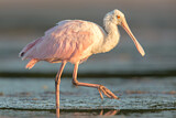 Image. Roseate Spoonbill