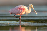 Image. Roseate Spoonbill