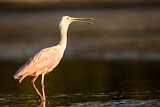 Image. Roseate Spoonbill