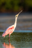 Image. Roseate Spoonbill