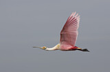 Image. Roseate Spoonbill