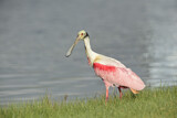Image. Roseate Spoonbill