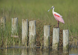 Image. Roseate Spoonbill