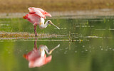 Image. Roseate Spoonbill