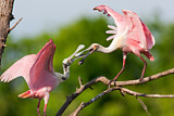 Image. Roseate Spoonbill