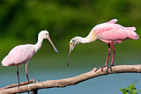 Image. Roseate Spoonbill