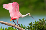 Image. Roseate Spoonbill