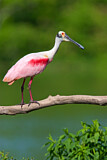Image. Roseate Spoonbill