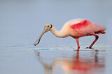 Image. Roseate Spoonbill