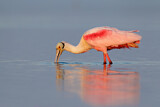 Image. Roseate Spoonbill