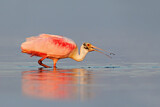 Image. Roseate Spoonbill