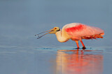 Image. Roseate Spoonbill